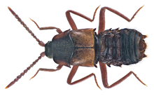 Lomechusa emarginatus (Paykull, 1789) (21031005776) .png