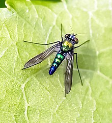 Longlegged Fly Dolichopodidae (Condylostylus patibulatus)