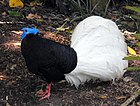 Foto de um grande pássaro preto com uma cauda branca espessa, pernas e pés vermelhos e asas azuis brilhantes na cabeça e na garganta