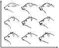 Image 43A drawing by Konrad Lorenz showing facial expressions of a dog - a communication behavior. X-axis is aggression, y-axis is fear. (from Dog behavior)