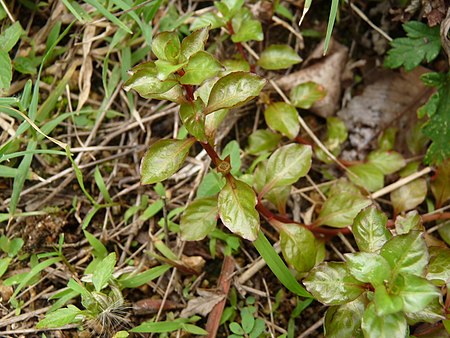 Ludwigia ovalis