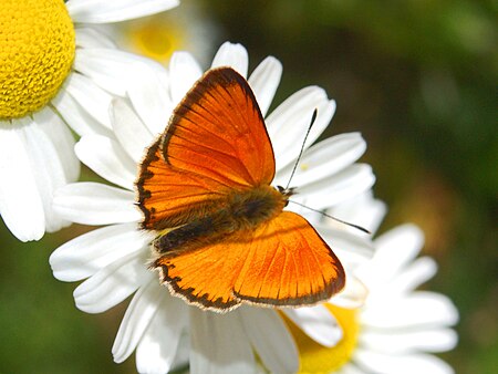 Lycaenidae - Lycaena virgaureae - male.JPG