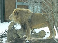 MP-panthera leo krugeri 5.jpg