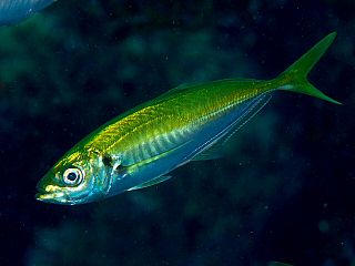 The Japanese jack mackerel, also known as the Japanese horse mackerel or Japanese scad, is a species named after its resemblance to mackerel but which is in the family Carangidae, the jacks, pompanos, trevallies and scads. Their maximum reported length is 50 cm (20 in) with a common length of 35 cm (14 in). They have a maximum reported weight of 0.66 kg (1.5 lb) and a maximum reported age of 12 years. They are found around the coast of Japan, apart from Okinawa Island, usually on sandy bottoms of 50–275 m (164–902 ft) deep. They feed mainly on small crustaceans such as copepods, and shrimps and small fish. They are similar to the yellowtail horse mackerel around New Zealand and Australia, apart from having more gill rakers and larger eyes.