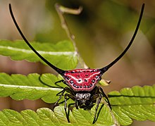 Macracantha arcuata - Melengkung Berduri laba-Laba (8550192839) oleh Rushen edit.jpg