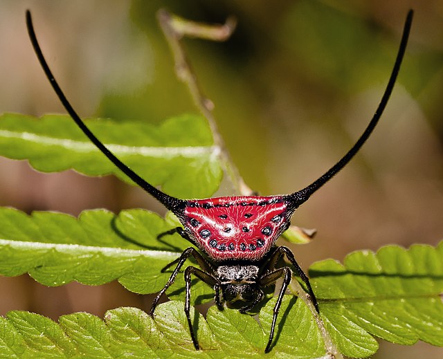 Macracantha arcuata - Curved Spiny Spider (8550192839) by Rushen edit