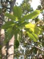 Magnolia grandiflora5.jpg