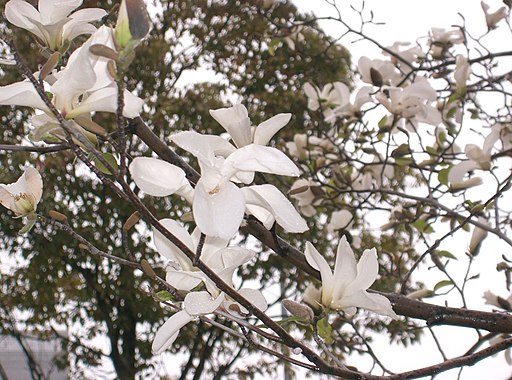 Magnolia kobus3