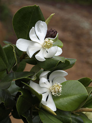 <i>Magnolia pallescens</i> Species of flowering plant