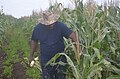 Maize Cultivation in Bagamoyo, Tanzania.jpg