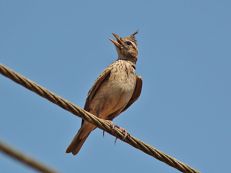 File:MalabarCrestedLark.jpg