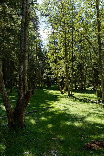 File:Mallnitz Seebachtal Naturlehrweg Waldpfad 02.jpg