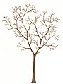 Illustration of Malus sylvestris tree