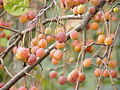 Malus sikkimensis fruit