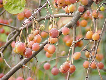 Tập_tin:Malus_sikkimensis0.jpg