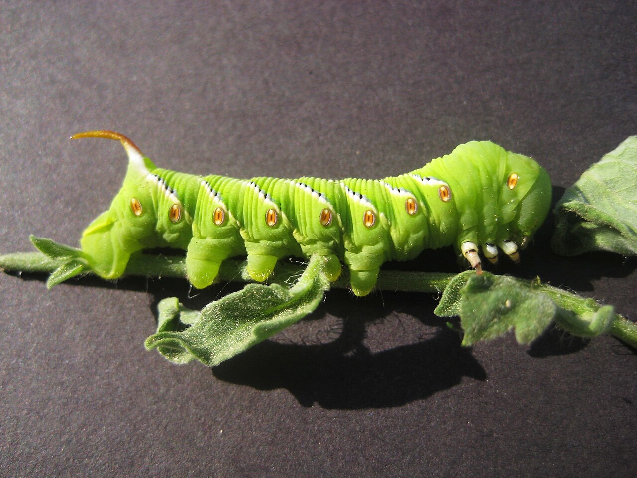 1280px-Manduca_sexta_Tobacco_Hornworm.JP