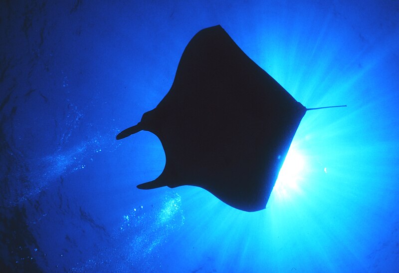 File:Manta birostris-NOAA.jpg