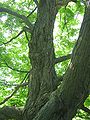 Inside the canopy of a maple at Cylburn Arboretum, another angle.