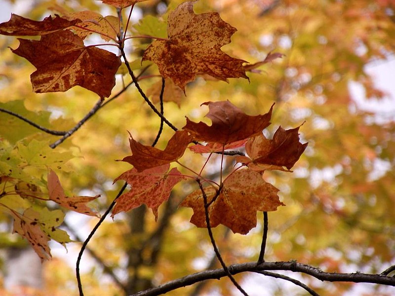 File:Maple Leaves (4998287747).jpg