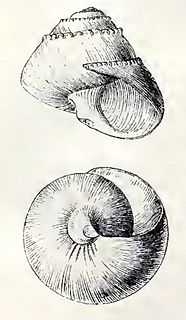 <i>Margarites bairdii</i> Species of gastropod