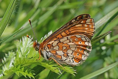 Marsh fritillary Euphydryas aurinia ♀