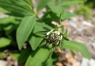 <i>Marshallia</i> Genus of flowering plants