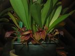 Masdevallia angulata1. jpg