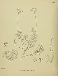 Forstera tenella