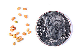 Medicago lupulina seeds