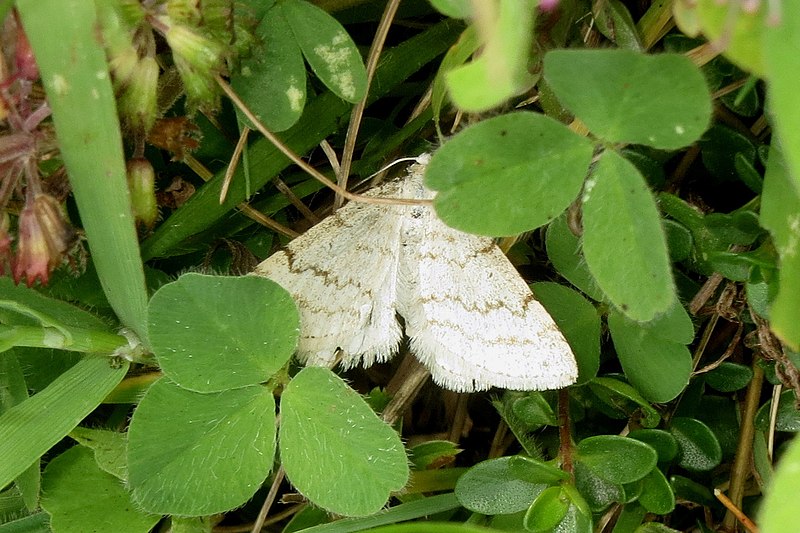 File:Mesotype verberata (Grubigstein) (23971976124).jpg