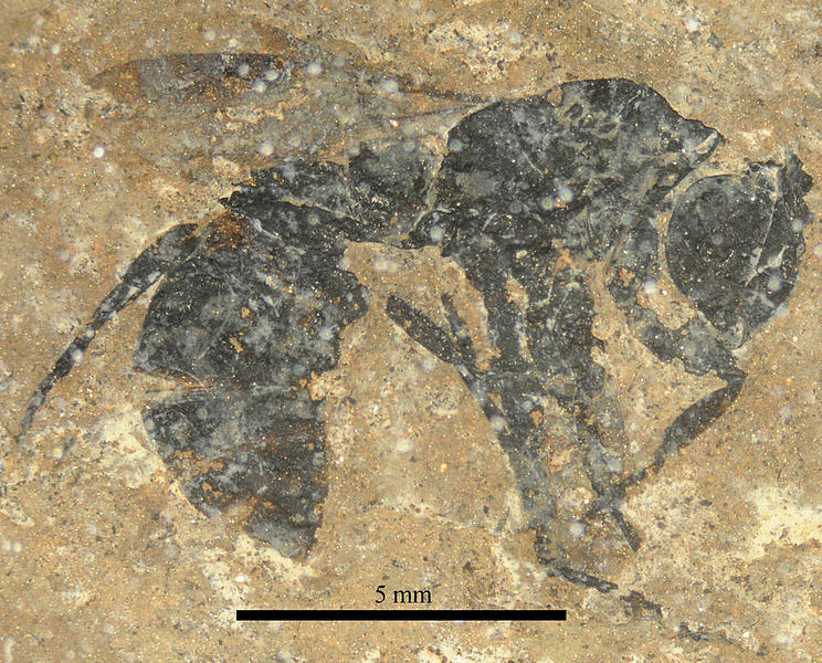 File:Messelepone leptogenoides holotype SMFMEI4808.jpg