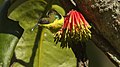 Metallic-winged Sunbird.jpg