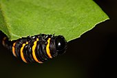 Methona themisto caterpillar.JPG