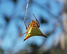 Micrathena furcata 26709961.jpg