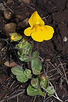   Mimulus guttatus