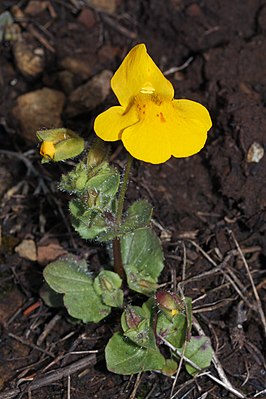 Yellow juggler flower (Mimulus guttatus)