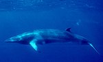 Minke Whale (NOAA).jpg