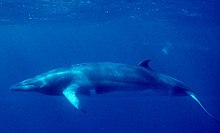 Minke whale Minke Whale (NOAA).jpg