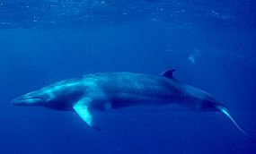 Een walvis met een donkerbruine rug en een roomwitte onderkant, staartvin en borstvinnen