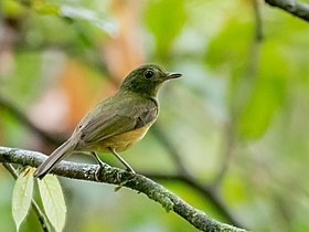 Abre-asa-da-mata (Mionectes macconnelli) en Presidente Figueiredo, Amazonas, Brasil.