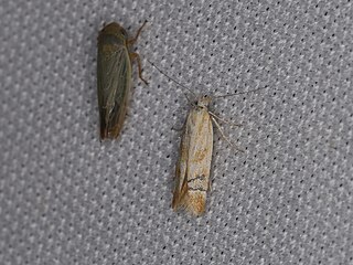 <i>Mirificarma eburnella</i> Species of moth