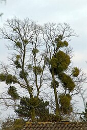 As a hemi-parasitic plant, the mistletoe in this tree exploits its host for nutrients and as a place to grow. Mistletoe infested tree.jpg