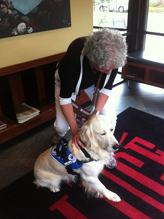 Mobility service doing "brace" so handler can push herself upright. Mobility Service Dog Bracing.jpg