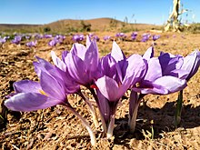 Fleur de safran au Maroc