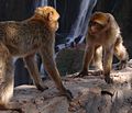 Monkey Fight! (535186131).jpg