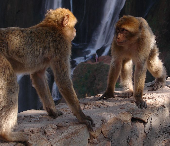 File:Monkey Fight! (535186131).jpg