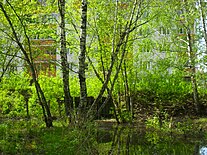 Morkovkino Swamp.jpg