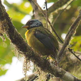 Moss-backed tanager species of bird