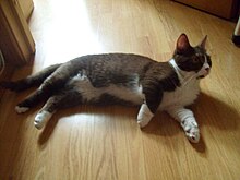 A Munchkin with legs extended Munchkin cat.jpg