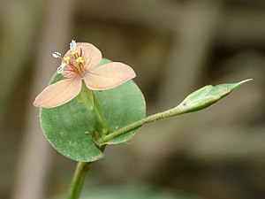 Marsh dewflower (Murdannia pauciflora)